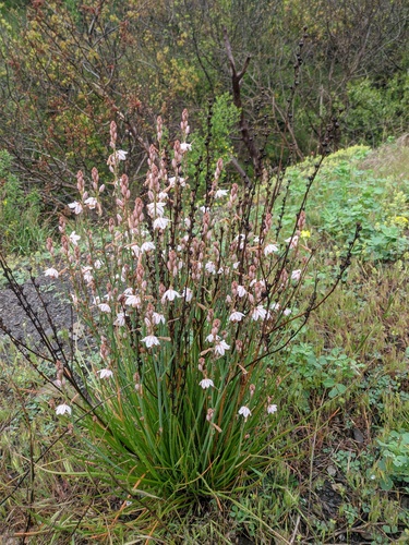 Asphodelus fistulosus (Onion-Leafed Asphodel)