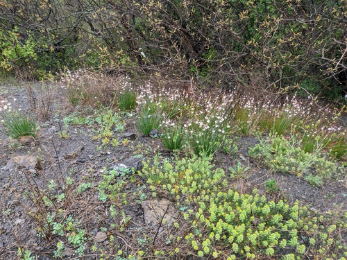 Asphodelus fistulosus (Onion-Leafed Asphodel) (alternate view 3)