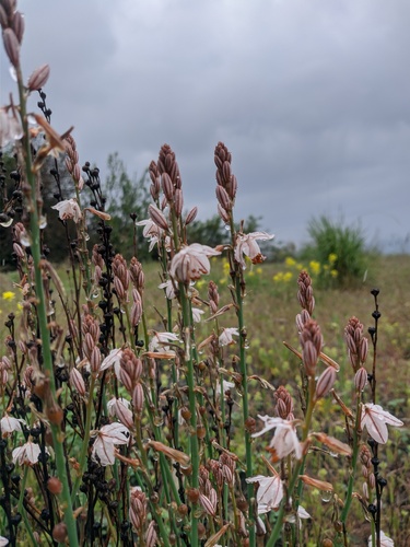 Asphodelus fistulosus (Onion-Leafed Asphodel) (alternate view 2)