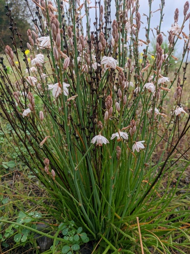 Asphodelus fistulosus (Onion-Leafed Asphodel) (alternate view 4)