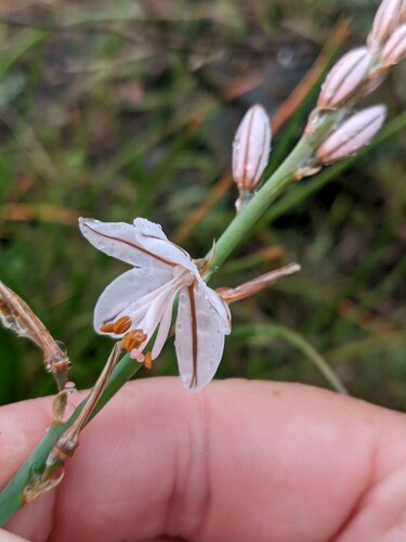 Asphodelus fistulosus (Onion-Leafed Asphodel) (alternate view 5)