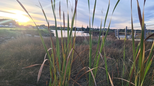 Typha orientalis (Oriental Cattail) (alternate view 5)