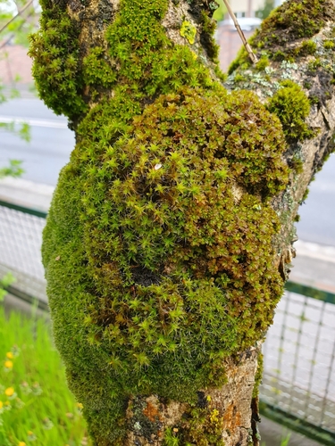 Syntrichia (alternate view 9)
