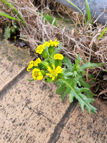 Senecio squalidus (Oxford Ragwort)