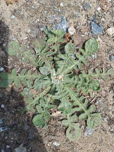 Centaurea melitensis (Maltese star-thistle) (alternate view 5)