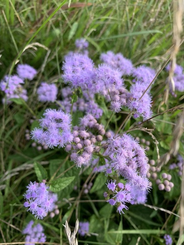 Conoclinium coelestinum (Blue Mistflower)