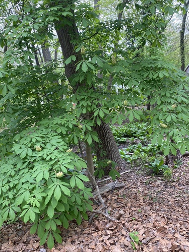 Aesculus flava (Yellow Buckeye) (alternate view 2)