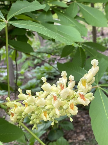 Aesculus flava (Yellow Buckeye)