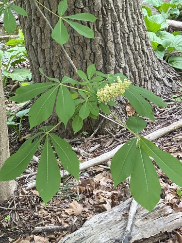 Aesculus flava (Yellow Buckeye) (alternate view 3)
