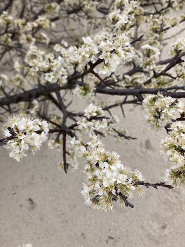 Prunus maritima (Beach Plum) (alternate view 7)
