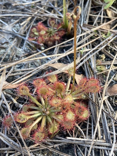 Drosera capillaris (Pink Sundew) (alternate view 2)