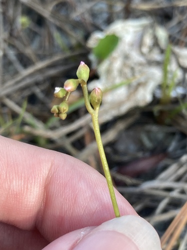 Drosera capillaris (Pink Sundew) (alternate view 3)