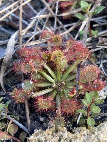 Drosera capillaris (Pink Sundew) (alternate view 4)