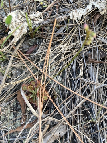 Drosera capillaris (Pink Sundew) (alternate view 5)