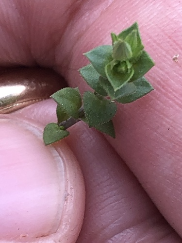 Arenaria serpyllifolia (Thyme-leaved Sandwort)