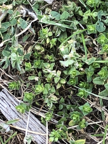 Arenaria serpyllifolia (Thyme-leaved Sandwort)
