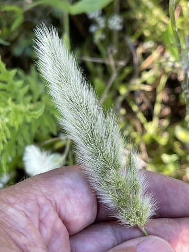 Polypogon monspeliensis (rabbitfoot grass) (alternate view 5)