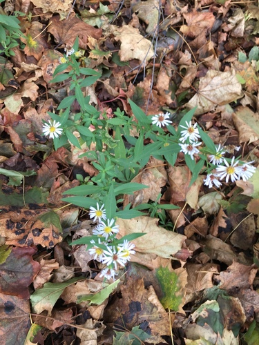 Symphyotrichum lanceolatum (panicled aster)