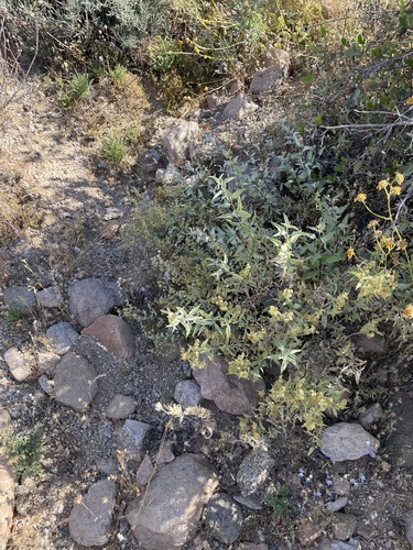 Ambrosia deltoidea (triangle-leaf bursage) (alternate view 4)