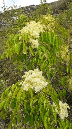 Fraxinus ornus (flowering ash, manna ash) (alternate view 3)