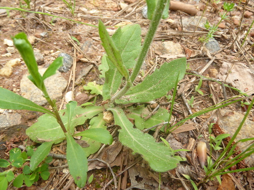Erigeron quercifolius (oakleaf fleabane) (alternate view 7)