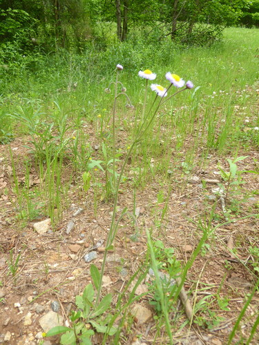 Erigeron quercifolius (oakleaf fleabane) (alternate view 8)