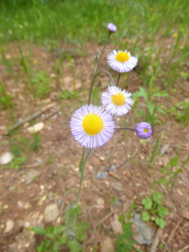 Erigeron quercifolius (oakleaf fleabane) (alternate view 6)