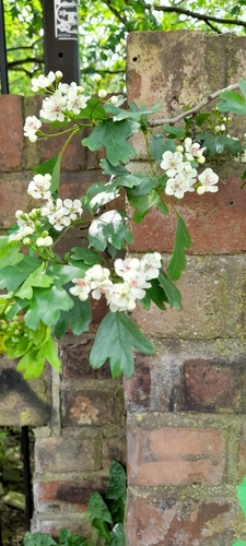 Crataegus monogyna (common hawthorn) (alternate view 12)