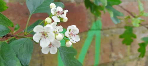 Crataegus monogyna (common hawthorn) (alternate view 13)