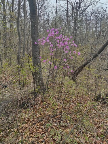 Rhododendron mucronulatum (Korean azalea) (alternate view 2)