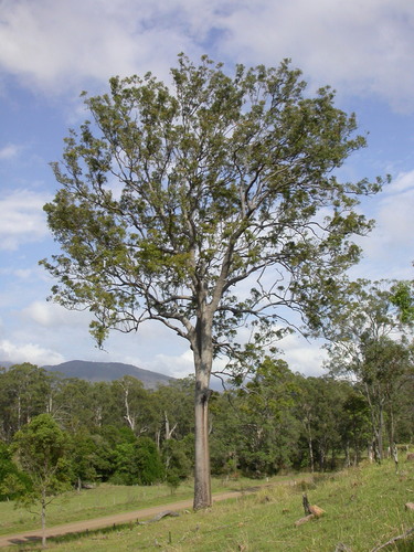 Corymbia intermedia (Pink Bloodwood) (alternate view 6)