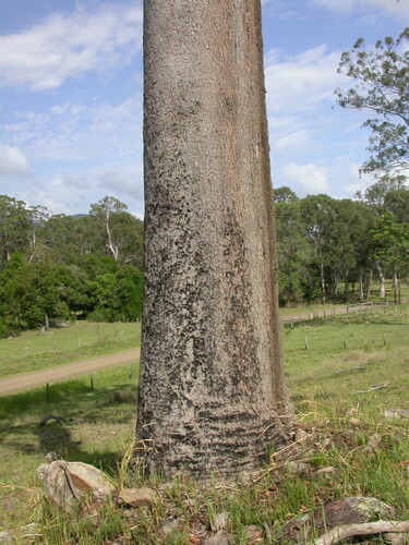 Corymbia intermedia (Pink Bloodwood) (alternate view 7)