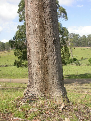Corymbia intermedia (Pink Bloodwood) (alternate view 8)