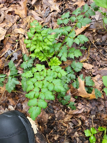 Aethusa cynapium (Fool's parsley)