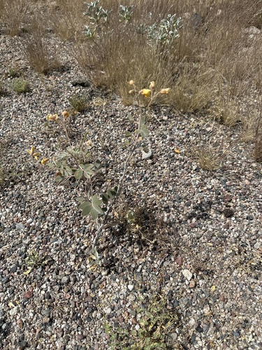 Senna covesii (Coues' senna) (alternate view 2)