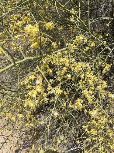 Parkinsonia microphylla (little-leaved palo verde)