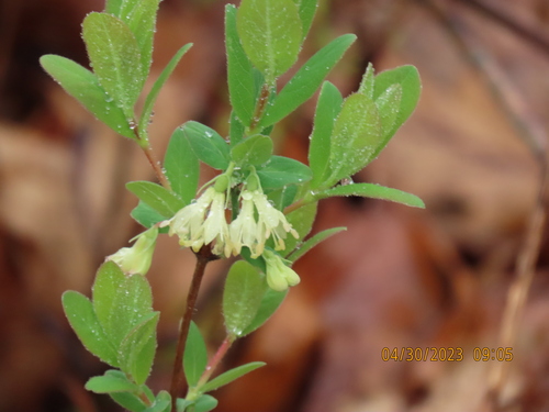Lonicera (honeysuckles) (alternate view 3)