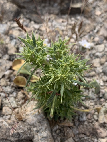 Chorizanthe rigida (Devil's Spineflower)