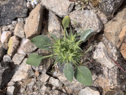 Chorizanthe rigida (Devil's Spineflower) (alternate view 2)