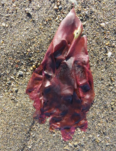 Palmaria palmata (Dulse)