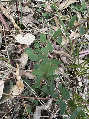 Bossiaea prostrata (creeping bossiaea)