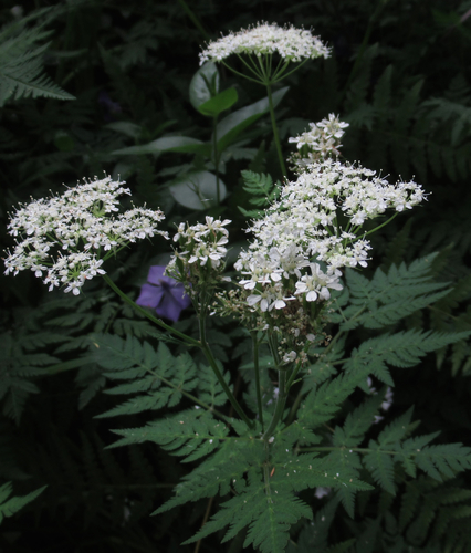 Myrrhis odorata (sweet cicely)