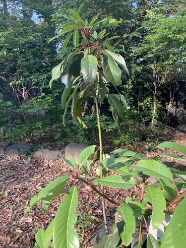 Daphniphyllum macropodum (Himalayan Daphniphyllum)