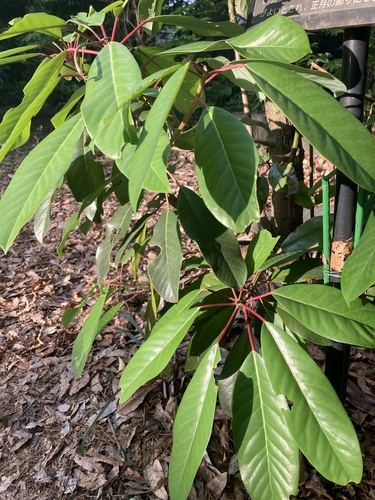 Daphniphyllum macropodum (Himalayan Daphniphyllum) (alternate view 2)