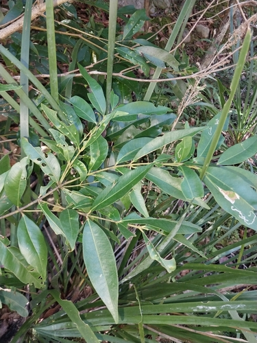 Syzygium floribundum (weeping lilli pilli)