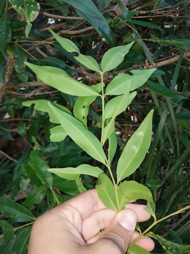 Syzygium floribundum (weeping lilli pilli) (alternate view 2)