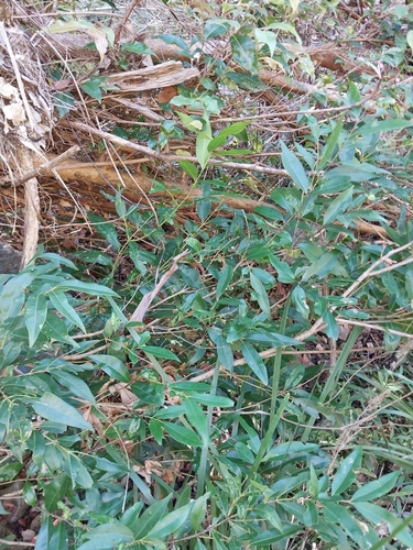 Syzygium floribundum (weeping lilli pilli) (alternate view 3)