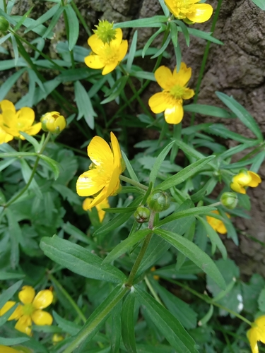 Ranunculus auricomus (Goldilocks Buttercup)