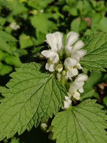 Lamium album (White deadnettle)