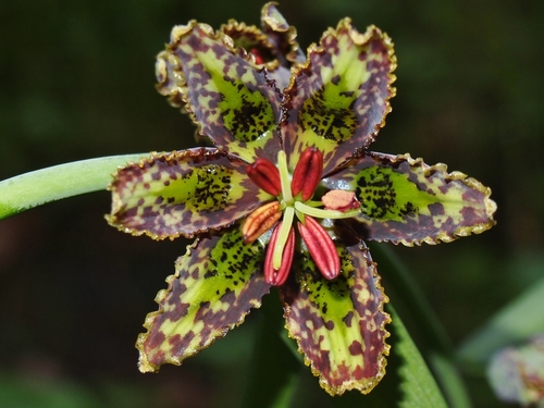 Fritillaria affinis (Chocolate Lily)